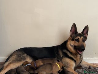 Mixed Breed dogs Shepinios puppies - Advert 4