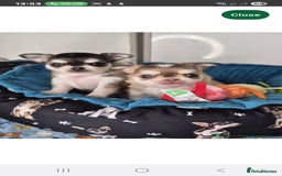Chihuahua dogs for stud: Chihuahua for stud  - Image 3