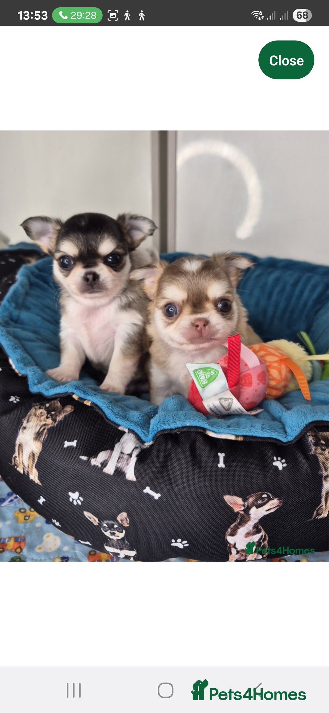 Chihuahua dogs for stud: Chihuahua for stud  - Image 3