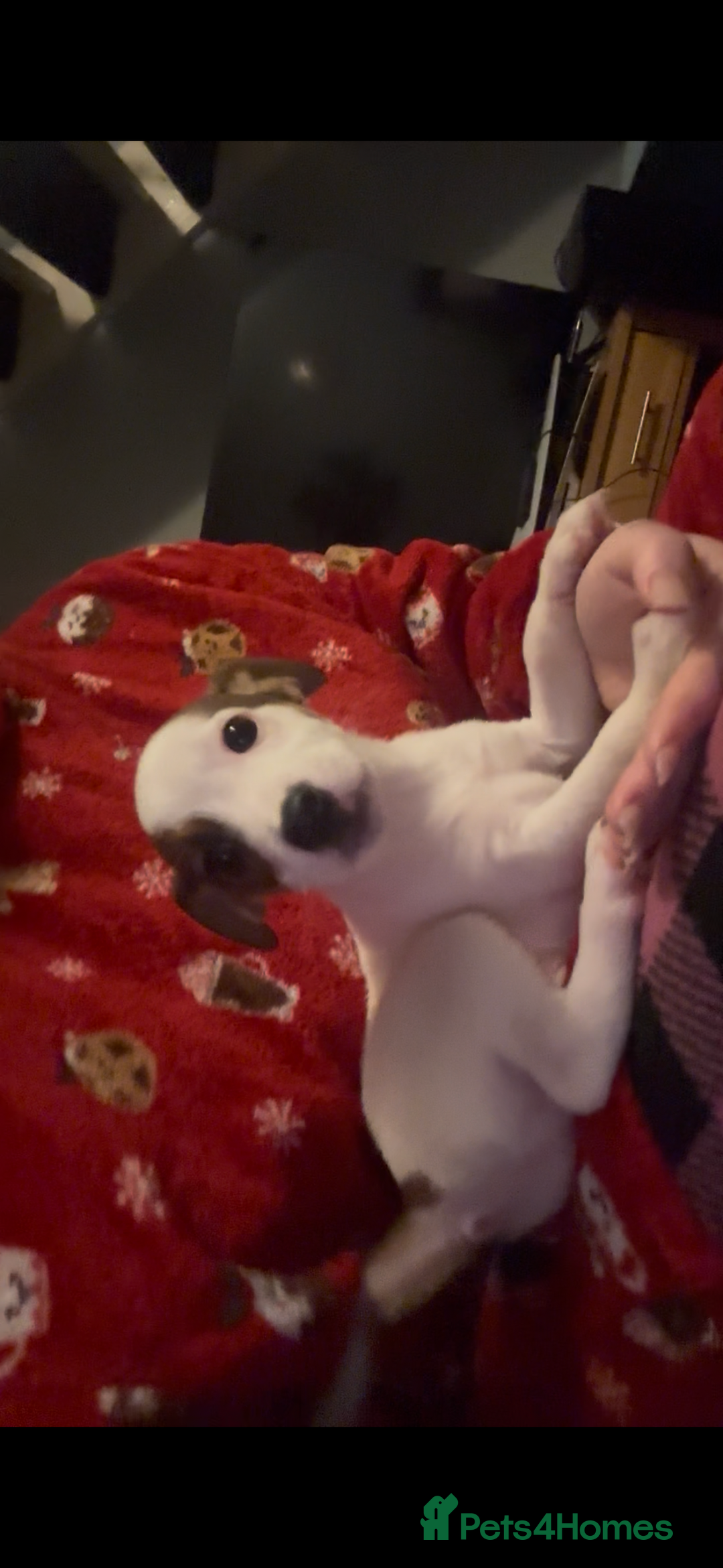 Jack Russell dogs for sale: Jack Russell’s  - Advert 10