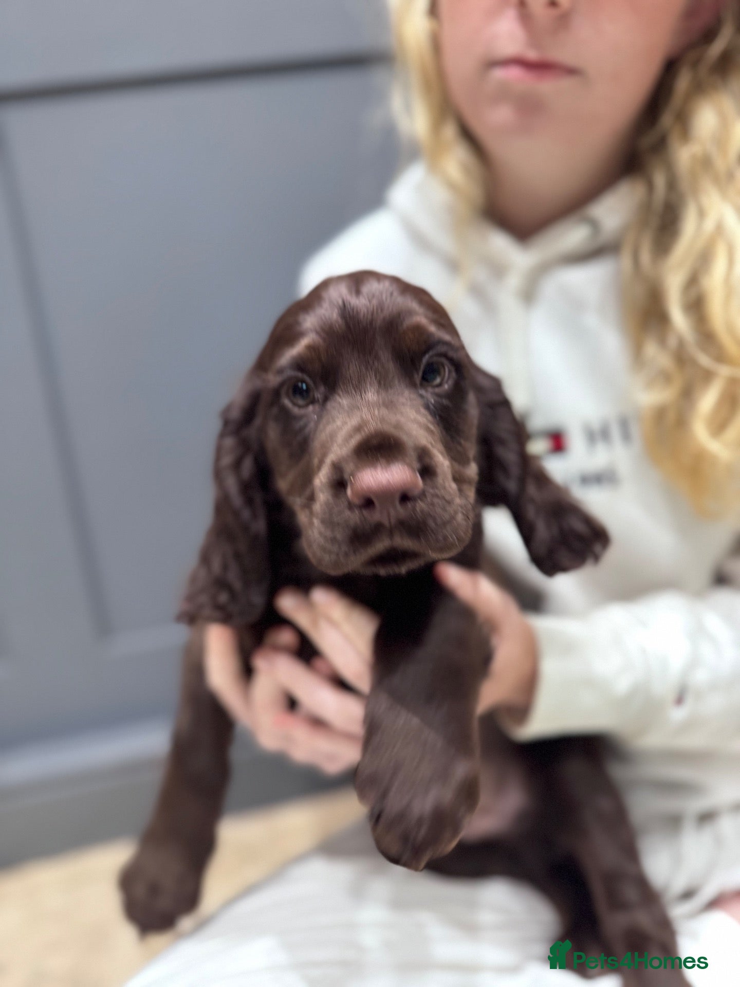 Cocker Spaniel dogs 1 WCS BOY REMAINING  - Advert 4