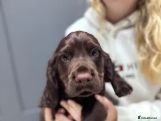 Cocker Spaniel dogs 1 WCS BOY REMAINING - Advert 4