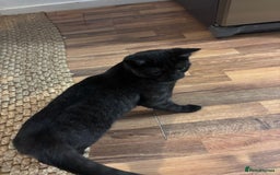 British Shorthair cats for sale: British Short hair - Advert 2