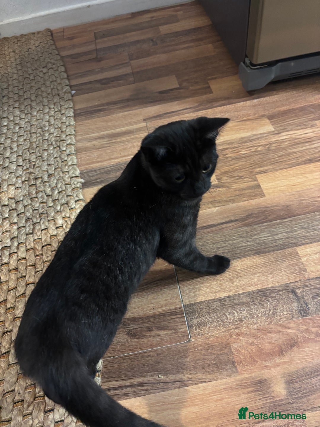 British Shorthair cats for sale: British Short hair - Advert 2