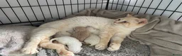 British Shorthair cats for sale: Cream point boy  - Advert 2
