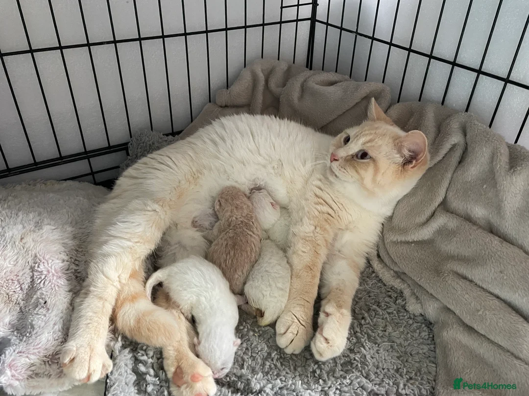 British Shorthair cats for sale: Cream point boy  - Advert 2