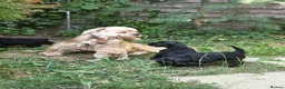 American Cocker Spaniel dogs for sale: American cocker spaniels puppies - Advert 13