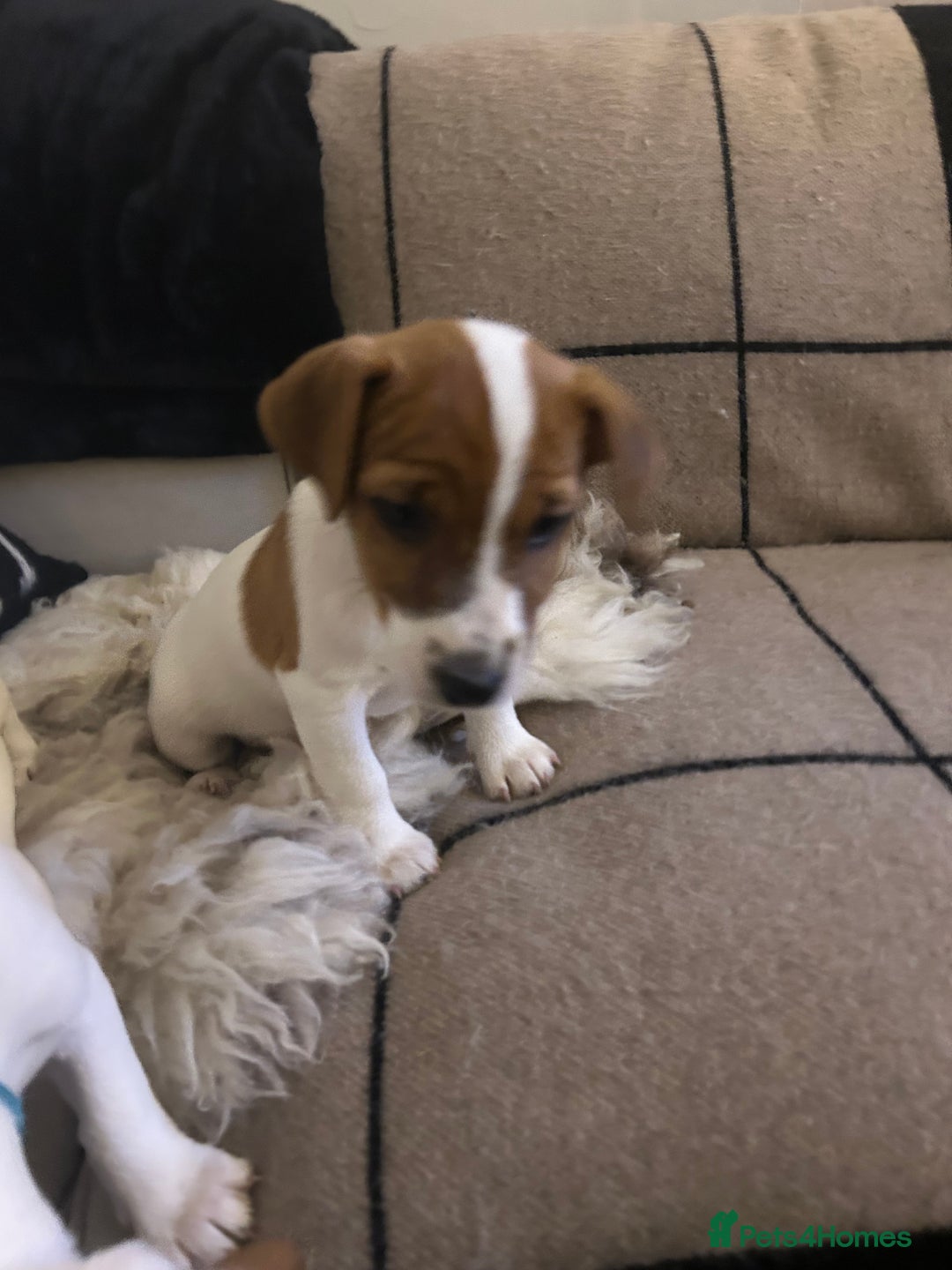 Mixed Breed dogs for sale: Parson / Jack Russell puppies - Advert 28