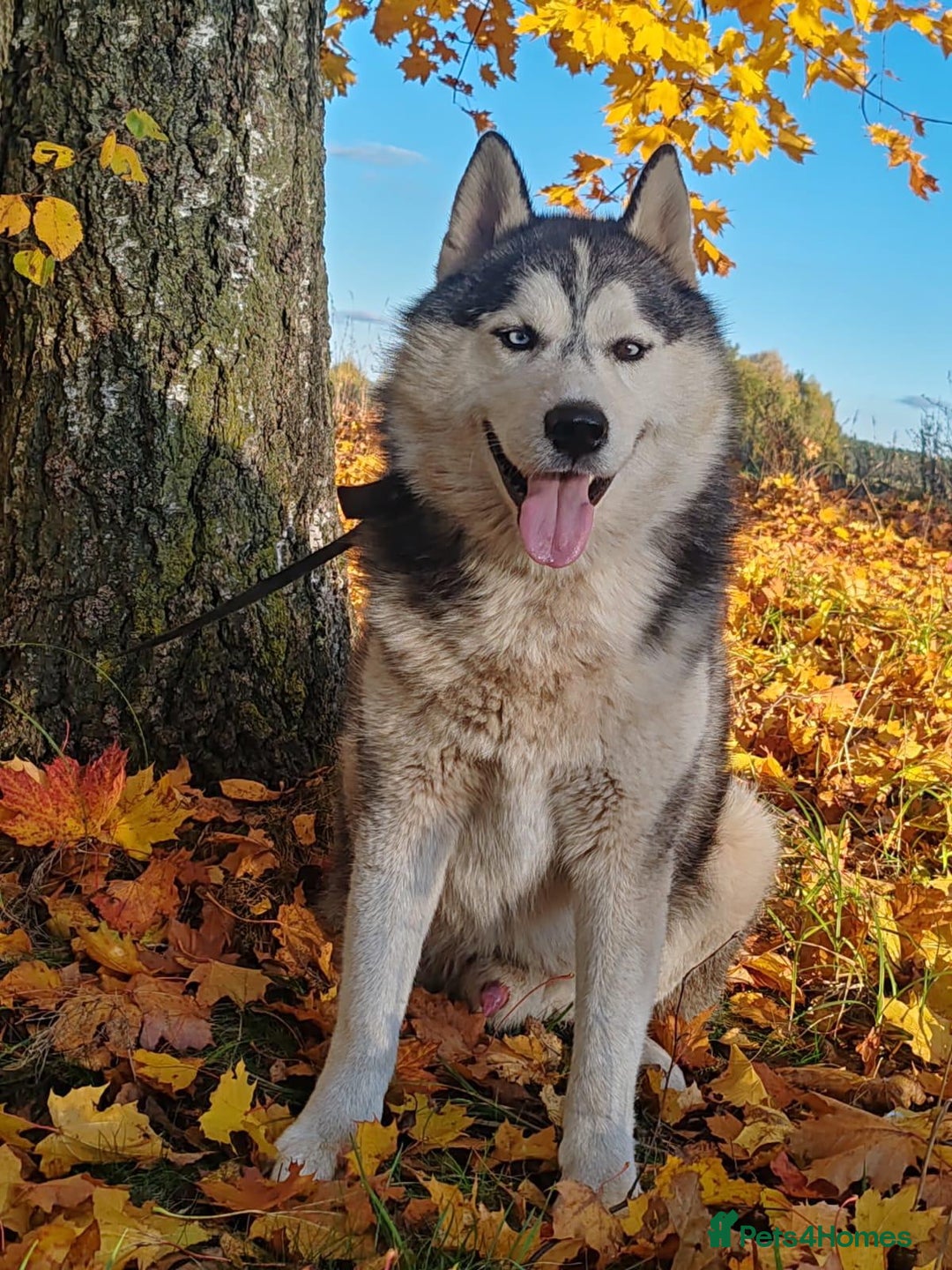 Siberian Husky dogs for adoption: CASPER – Husky (Male) - Advert 3