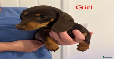 Miniature Dachshund dogs - Advert 11