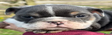 English Bulldog Puppy 4 sold