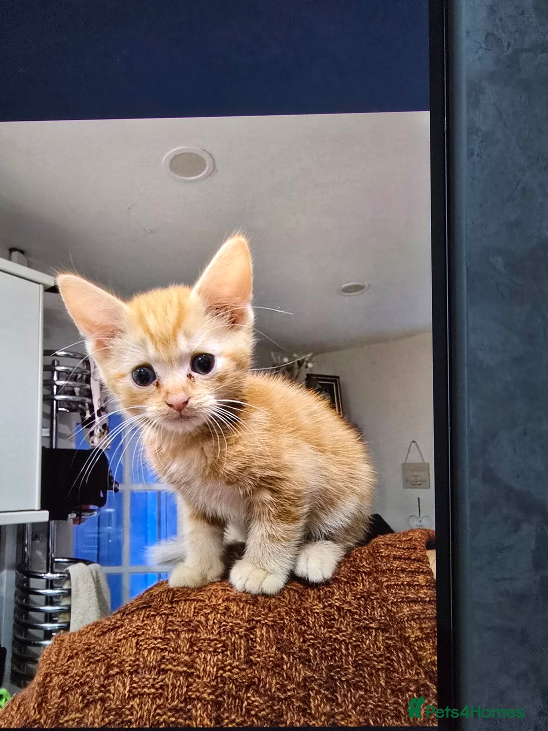 Mixed Breed cats for sale: Ginger kittens - Advert 7