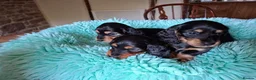 Miniature Dachshund dogs for sale: Brothers & sisters  to Crufts Best Puppy Dog 2025 - Advert 19