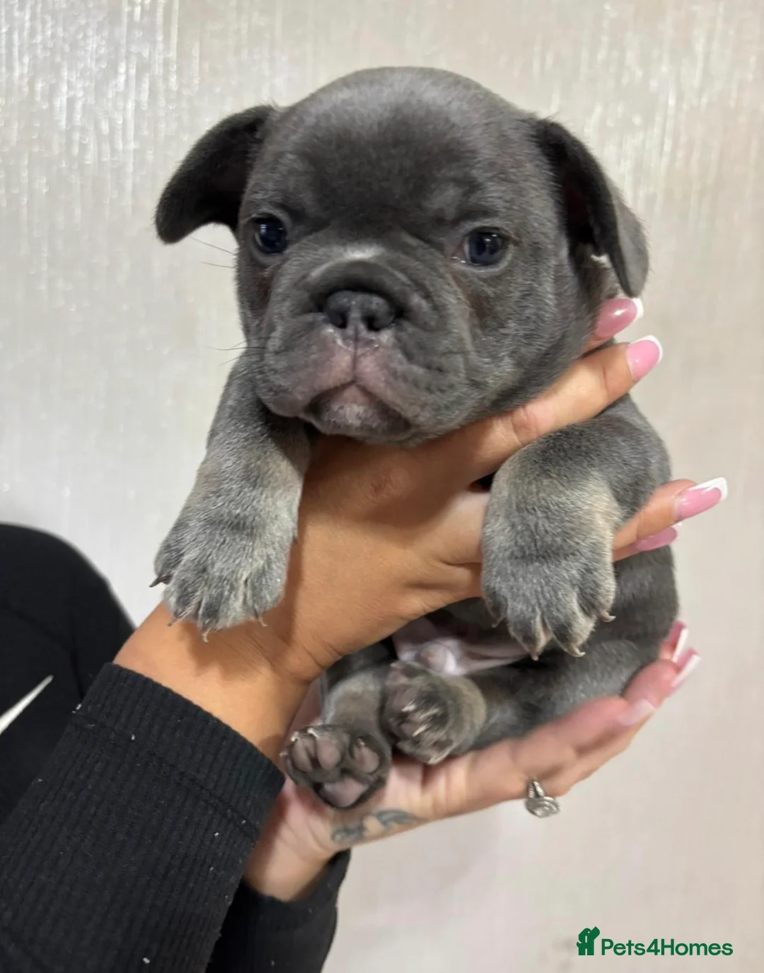 French Bulldog dogs for sale: 1 year old blue French bulldog  - Advert 2