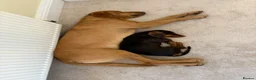 Miniature Dachshund dogs for sale: Female Miniature Dashhound in Hull - Advert 5