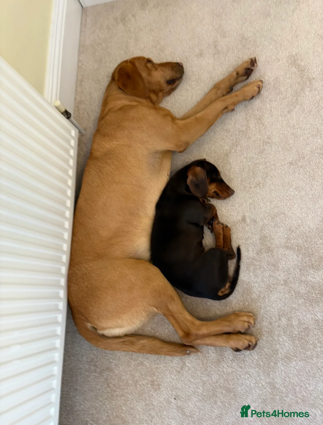 Miniature Dachshund dogs for sale: Female Miniature Dashhound in Hull - Advert 5