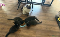Ragdoll cats for sale: Ragdoll x English shorthair  - Image 1
