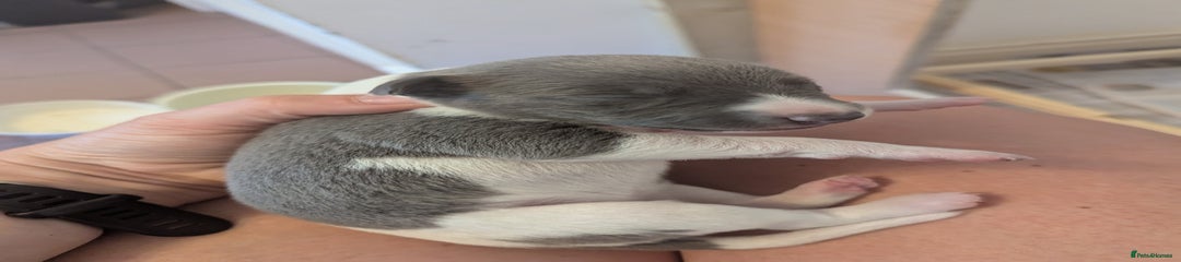 Whippet Puppy 3