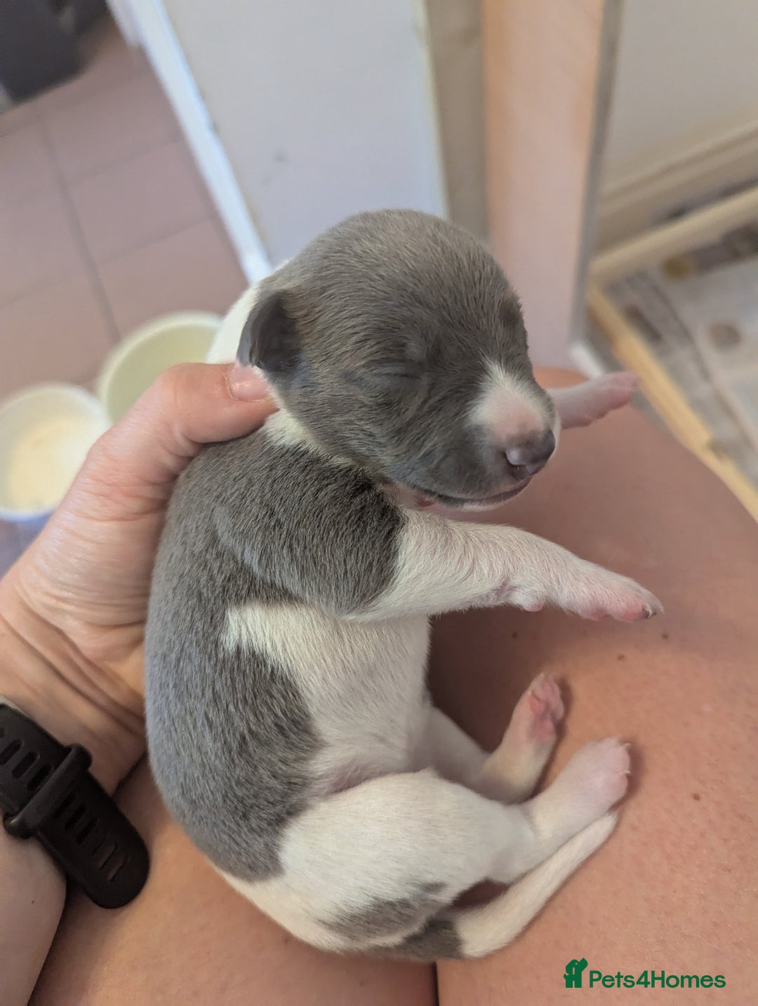 Whippet dogs for sale: Whippet Puppies for sale - Image 16