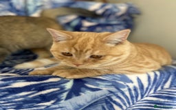 Scottish Fold cats for sale: Kittens Ready for Their Forever Homes - Image 35
