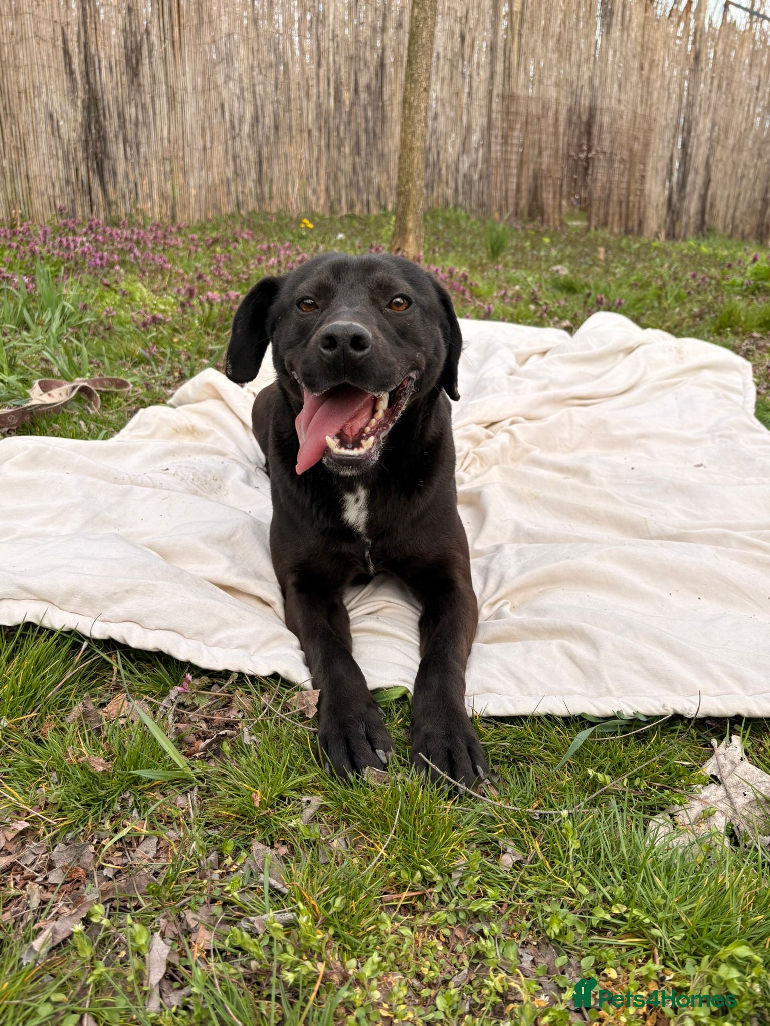 Mixed Breed dogs Benny | Bouncy, Loving & Full of Puppy Joy 💜 - Advert 11