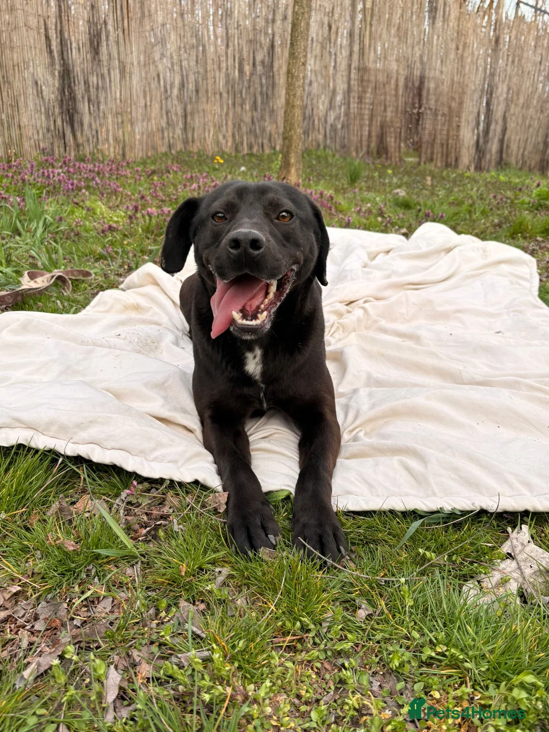 Mixed Breed dogs for adoption: Benny | Bouncy, Loving & Full of Puppy Joy 💜 - Advert 1