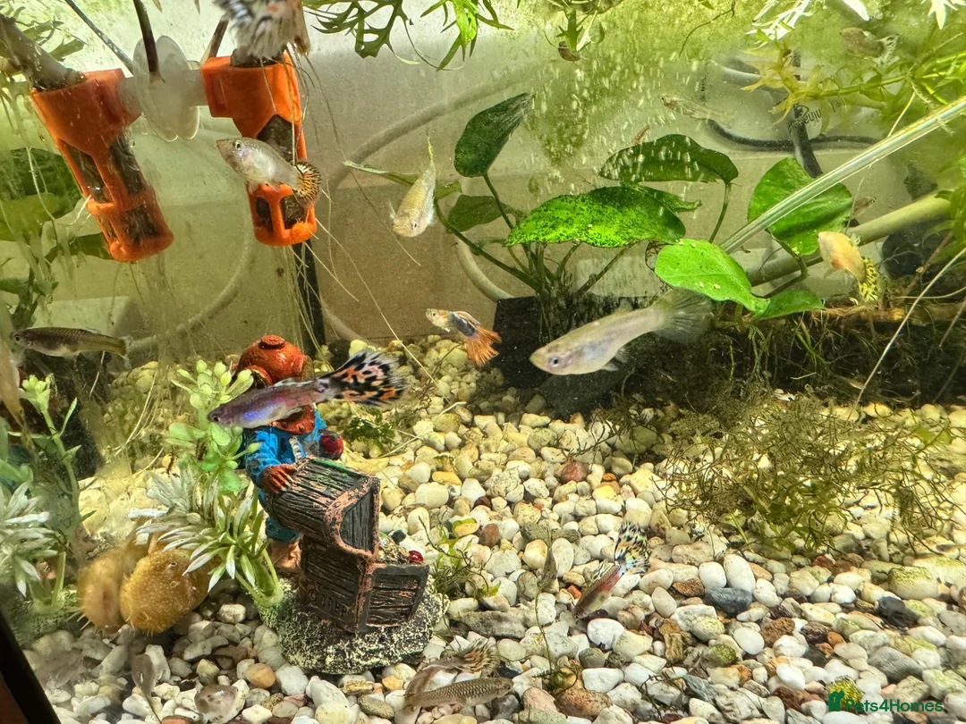 Shrimps fish for sale: Guppies, cherry shrimp and blue dream shrimp in Bury - Advert 1