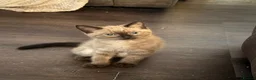 British Longhair cats for sale: British long hair - Advert 2