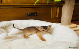 Abyssinian cats for sale: 🏆🥇🏵️Top Quality Champion Lines Abyssinian - Image 22