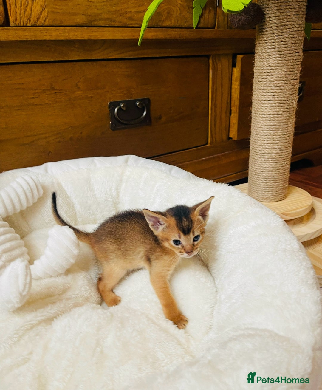 Abyssinian cats for sale: 🏆🥇🏵️Top Quality Champion Lines Abyssinian - Image 22