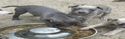 Whippet dogs for sale: Whippet Puppies for sale  - Advert 6