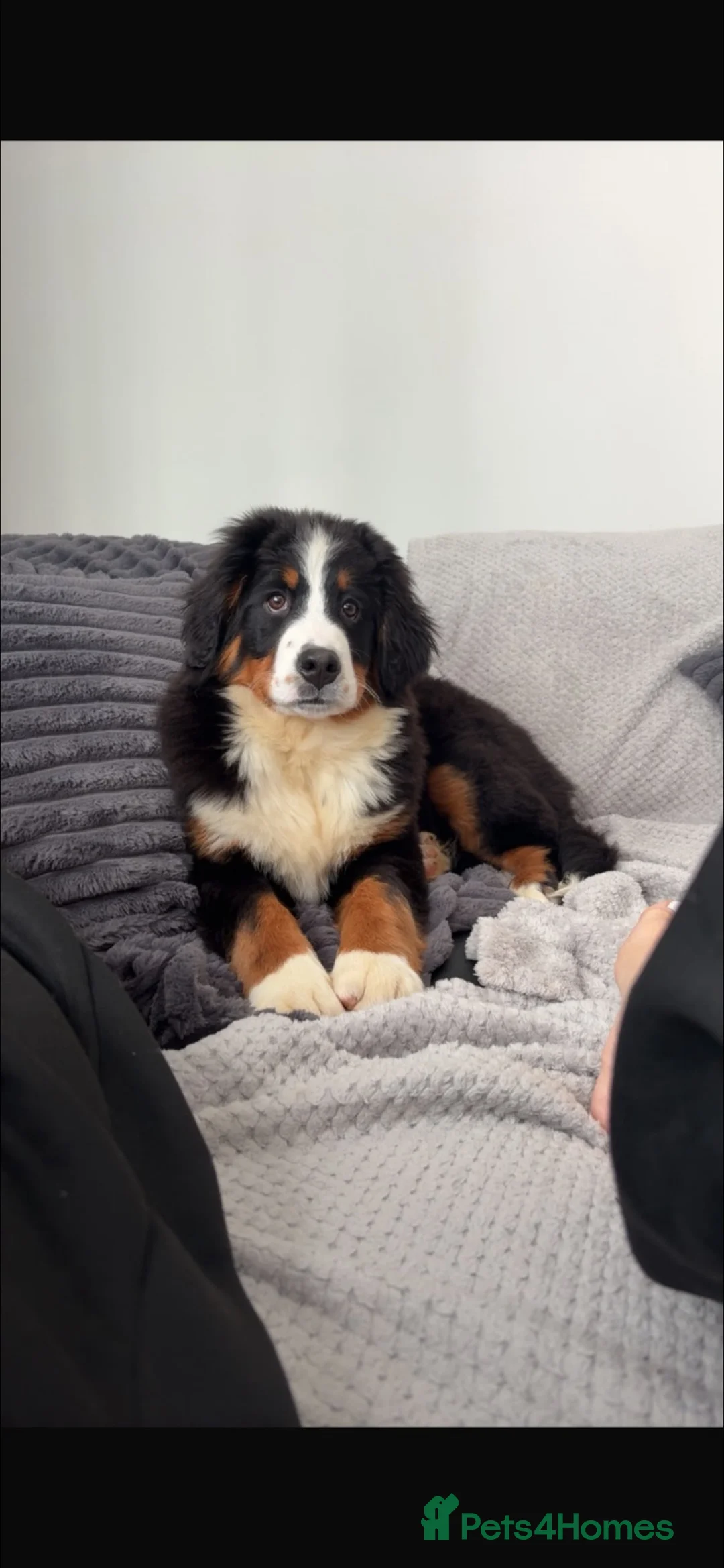 Bernese Mountain Dog dogs for sale: Kiara 11 month Bernese Mountain Dog  in Bradford - Advert 2