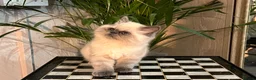 Persian cats for sale: Soo affectionate "Hand reared",persian kitten (M)  - Advert 5