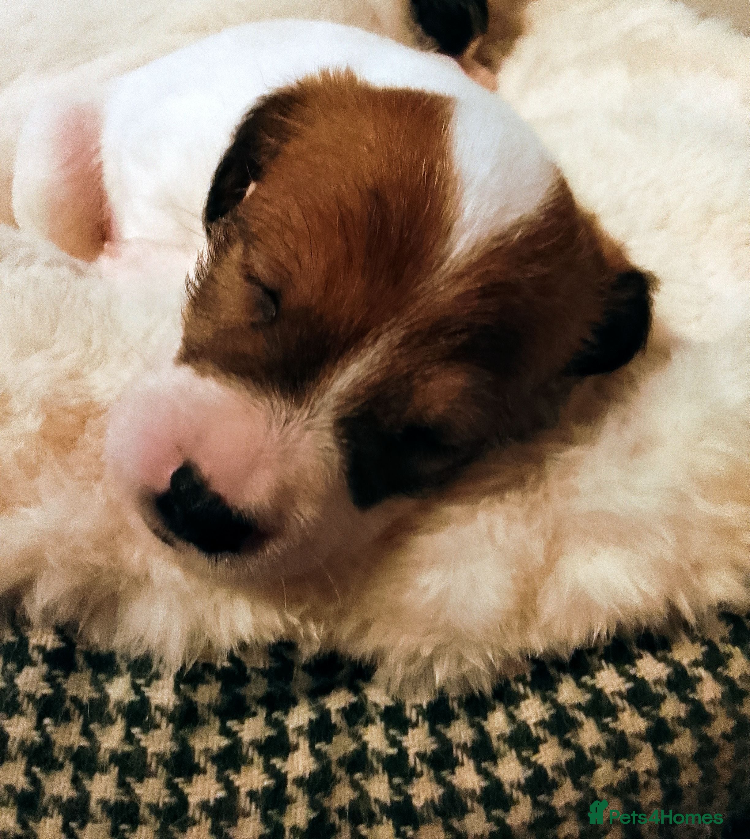 Jack Russell dogs 👑Jack💫Russell👑 💙 😍🤩🤗  - Advert 3