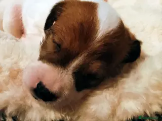 Jack Russell dogs 👑Jack💫Russell👑 💙 😍🤩🤗 - Advert 3