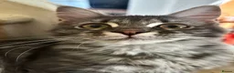 Maine Coon cats for sale: Beautiful GCCF Registered Maine Coon Kittens - Advert 15