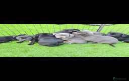 Staffordshire Bull Terrier dogs for sale: Kc reg black blue staffy puppies  - Image 1
