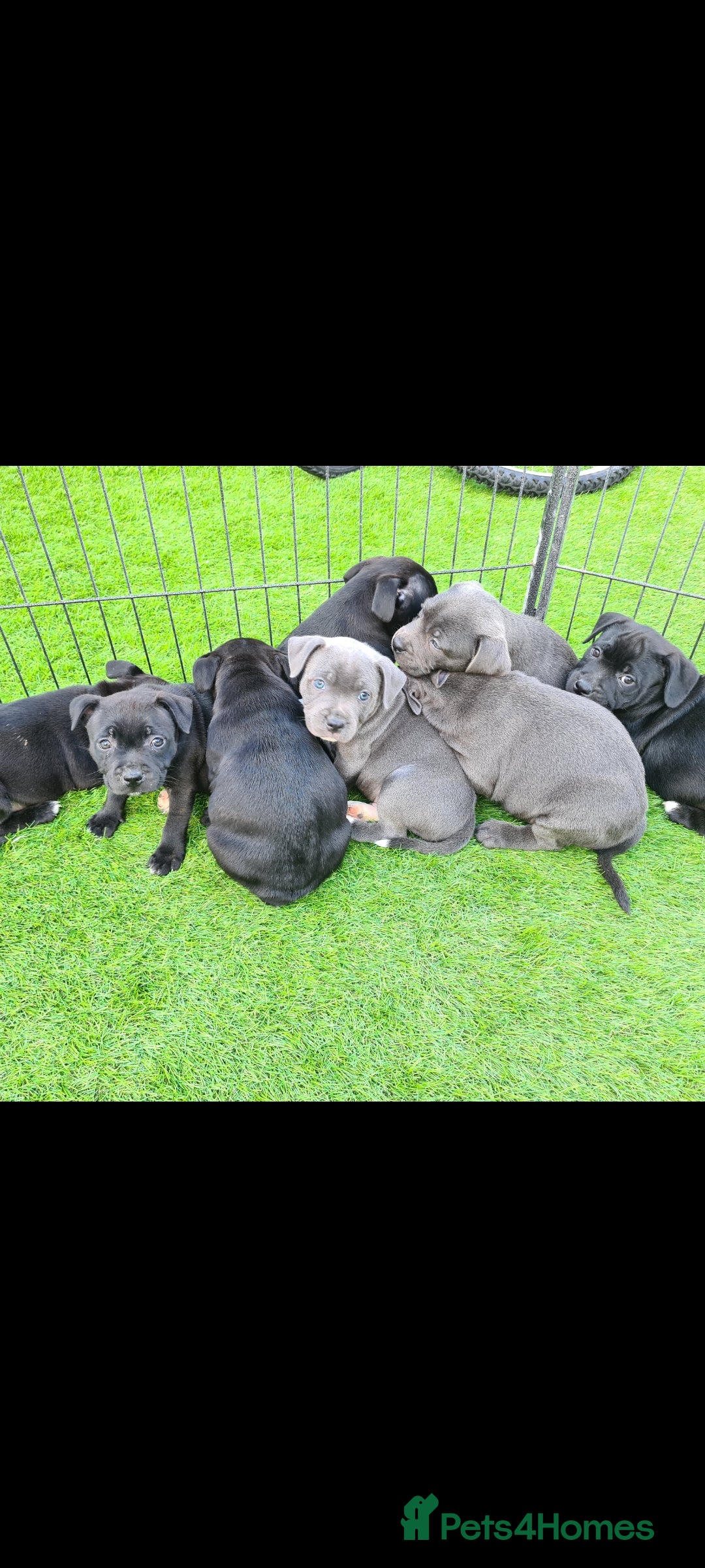 Staffordshire Bull Terrier dogs for sale: Kc reg black blue staffy puppies  - Image 1