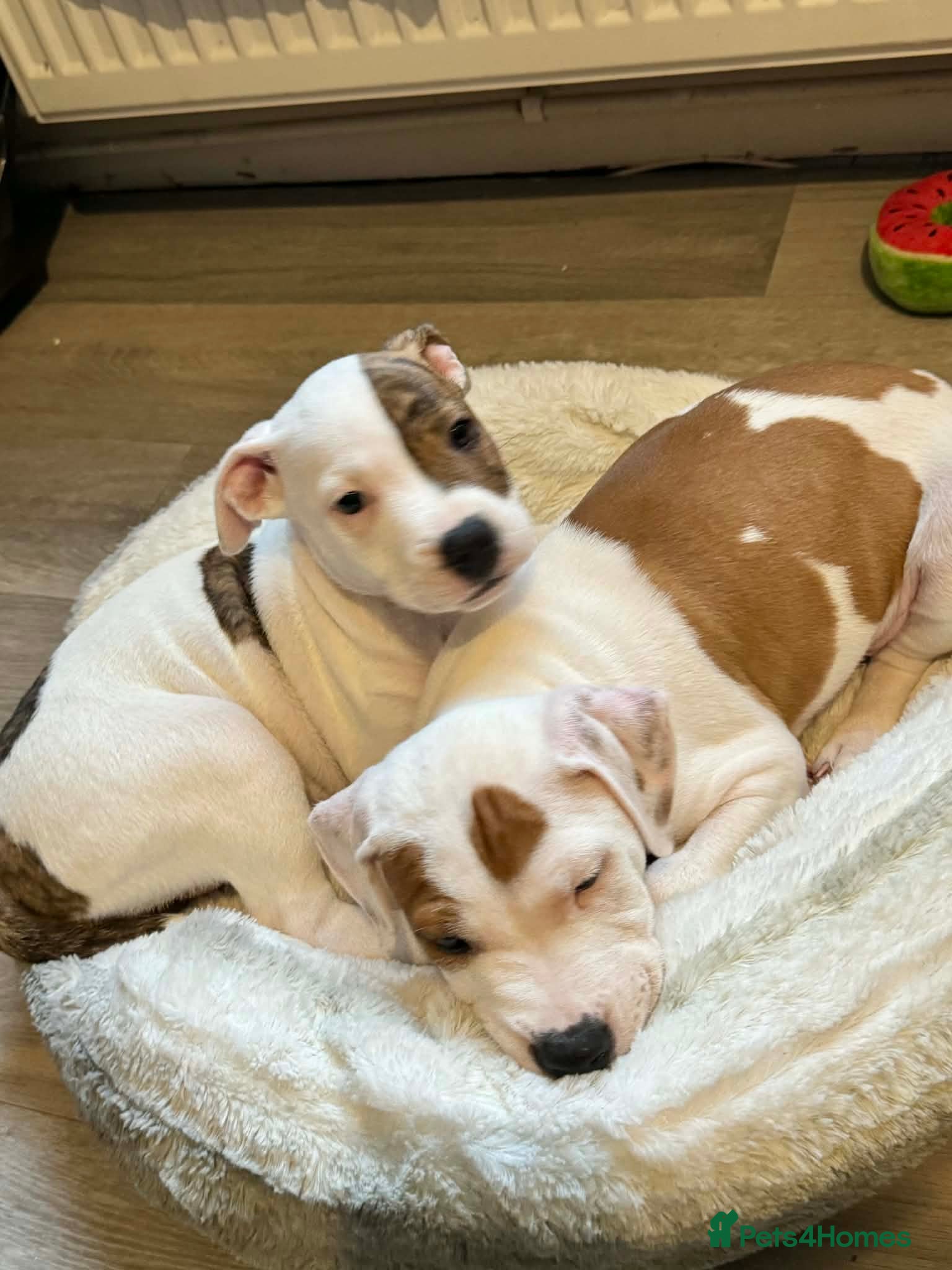 Staffordshire Bull Terrier dogs Staffordshire puppies  - Advert 1