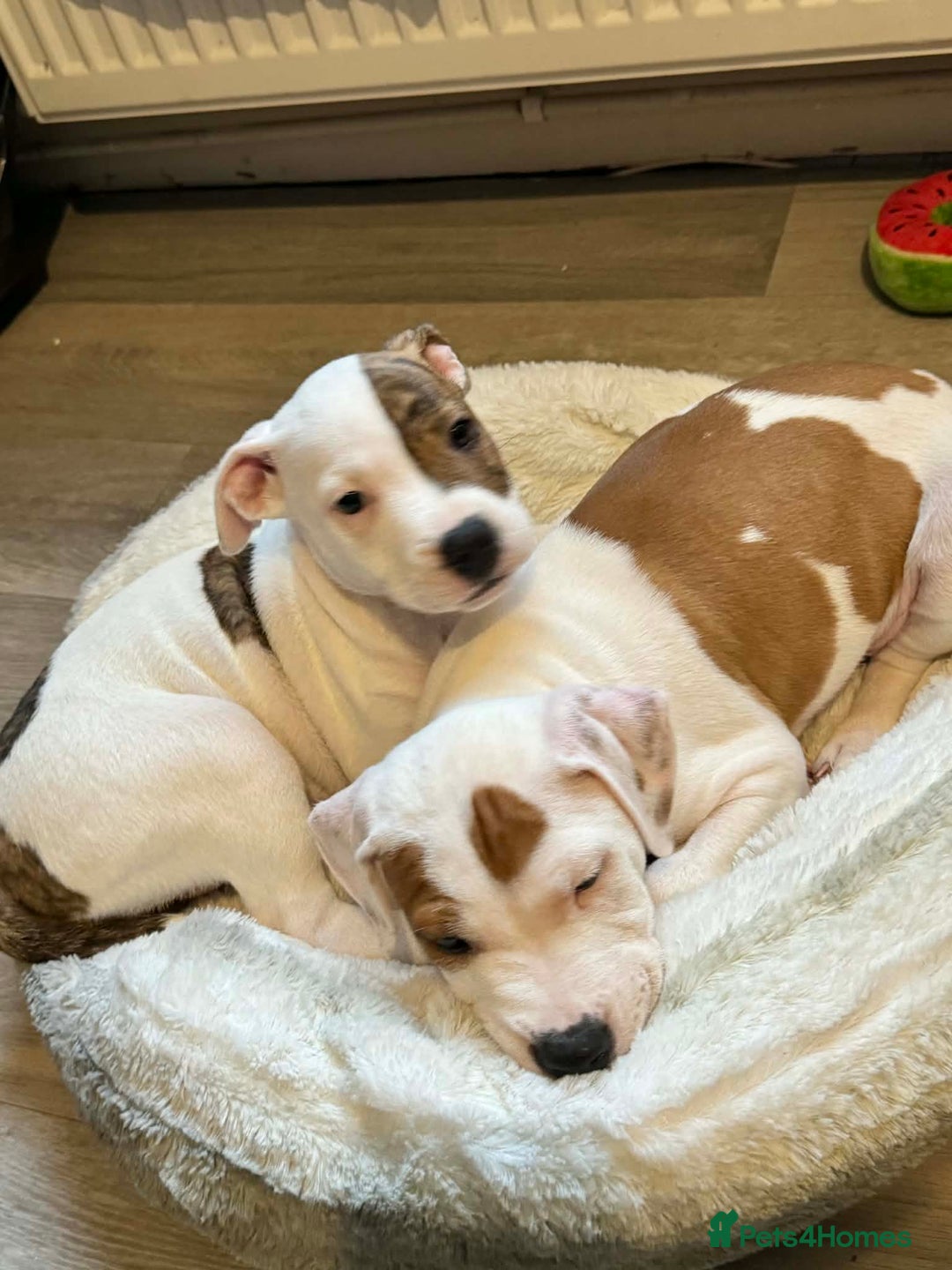 Staffordshire Bull Terrier dogs for sale: Staffordshire puppies  - Advert 1