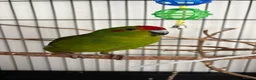 Parakeets birds for sale: 2 kakarikis for spa £100 each  - Advert 2