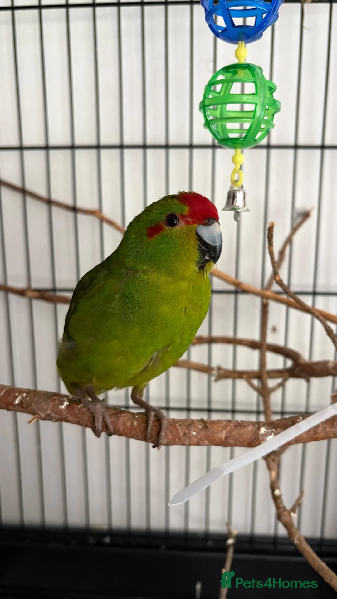 Parakeets birds for sale: 2 kakarikis for spa £100 each  - Advert 2