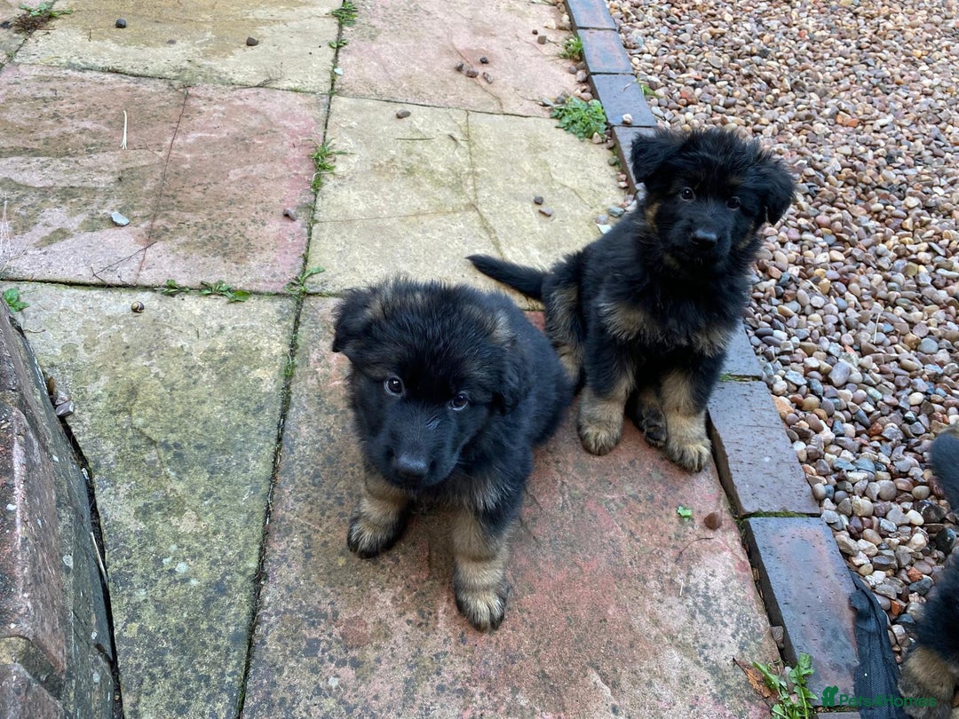 German Shepherd dogs for sale: READY TO GO Long Haired German Shepherd Puppies - Image 10