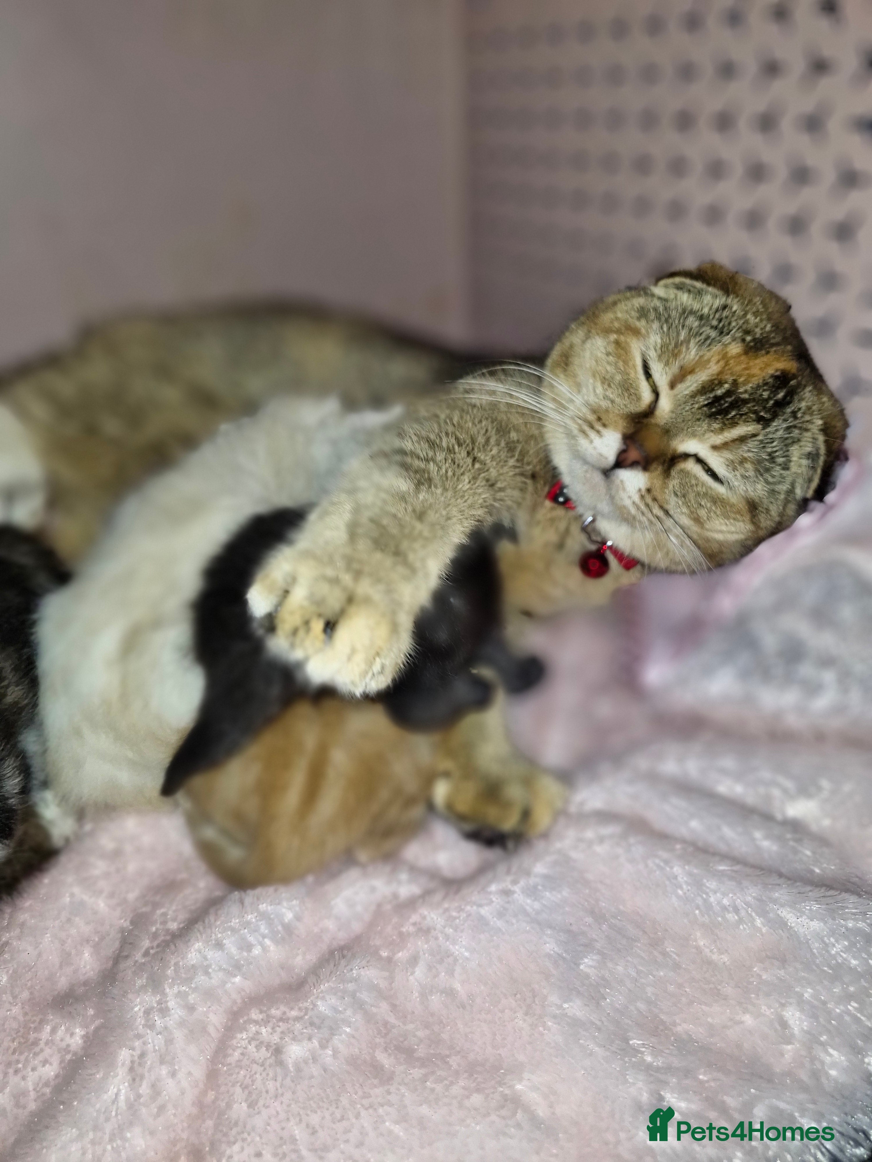 Scottish Fold cats Scottish Fold Kittens – Home Raised, Ready Soon 🐾 - Advert 1