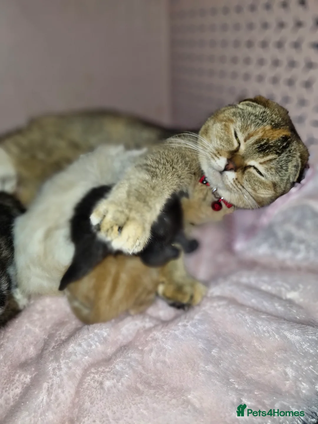 Scottish Fold cats for sale: Scottish Fold Kittens – Home Raised, Ready Soon 🐾 - Advert 1