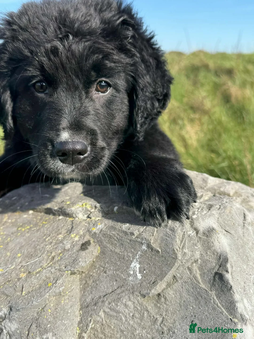 Golden Retriever dogs for sale: Fully Trained Bernese x Golden Retriever Male Pups - Advert 1
