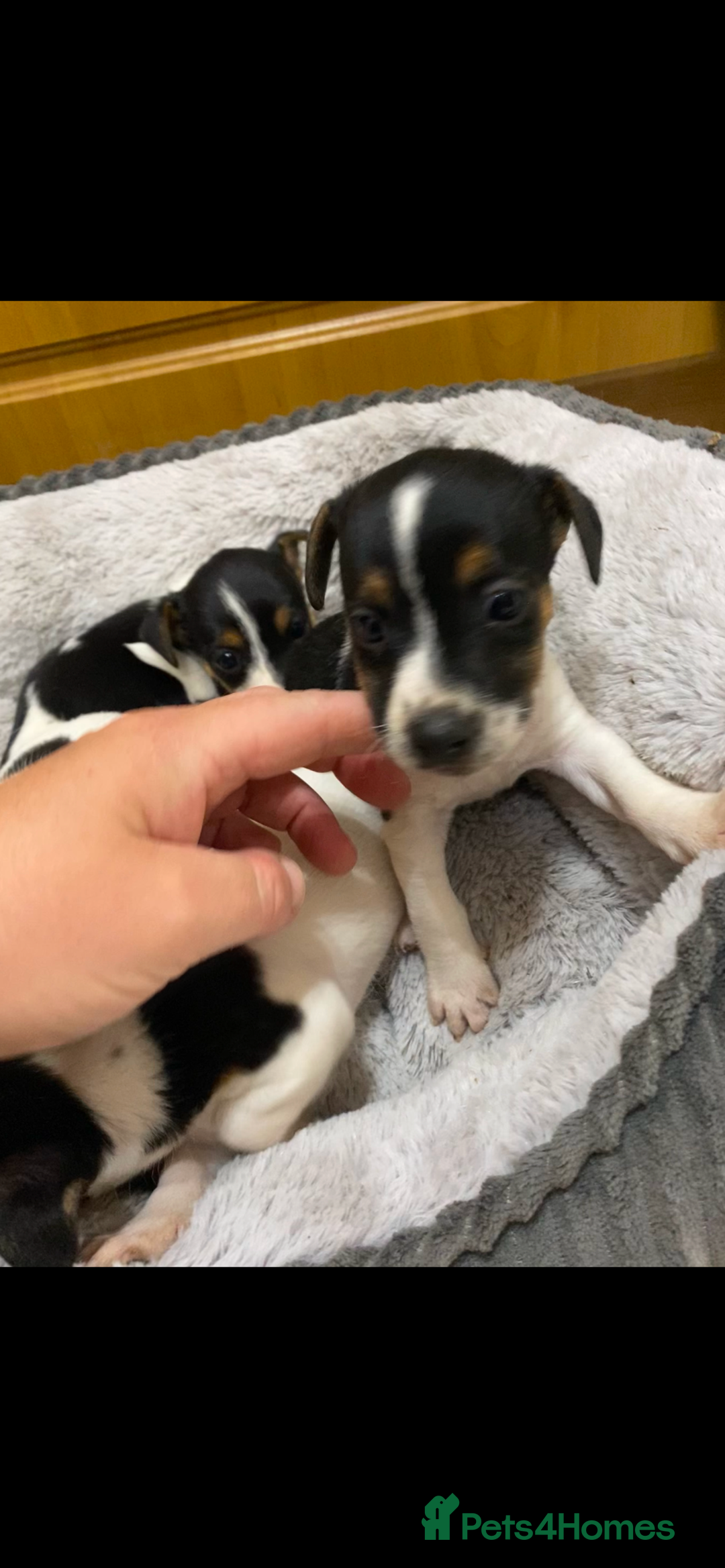 Jack Russell dogs for sale: Gorgeous bundle of Jack Russel puppies  - Image 4