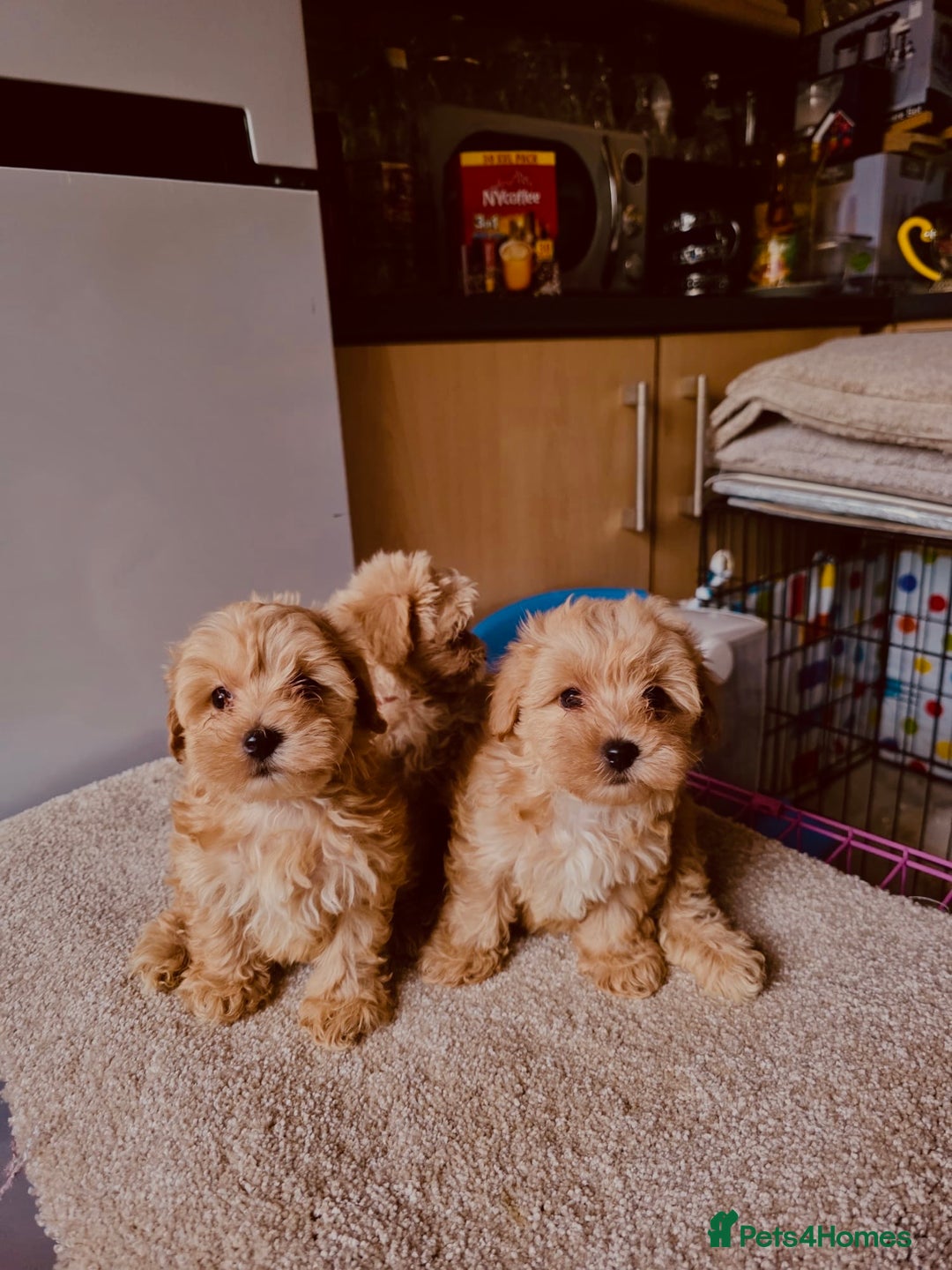 Maltipoo dogs for sale: Maltipoo  - Image 1