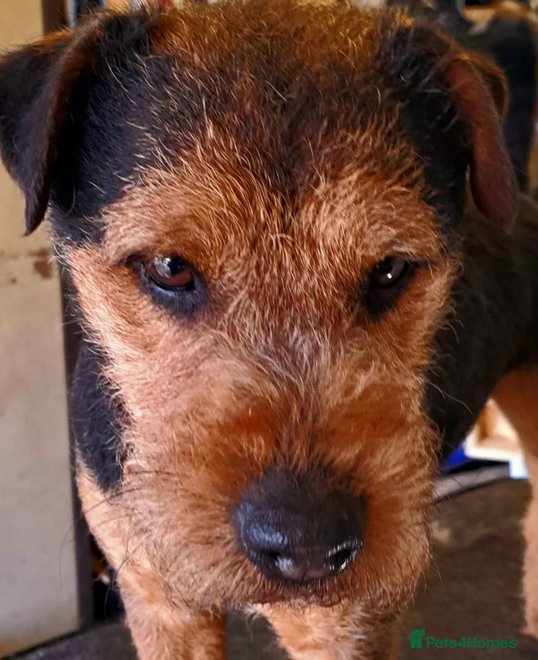 Lakeland Terrier dogs for stud: AT STUD Stunning proven Lakeland- fell terrier in Newark - Advert 9