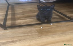 Bengal cats for sale: Bengal x - Image 14